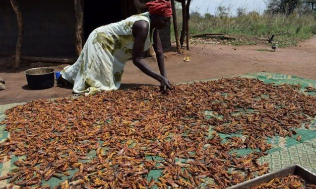 Desert Locusts invade South Sudan