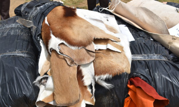 Wildlife Trafficking:  A Ring of Smugglers Arrested in Juba with Over 320kgs of Animal Skins